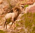 Desert Bighorn Sheep-6027.jpg
